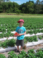 20081027 Strawberry Picking Caloundra  7 of 11 